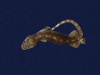 藏品(鉛山壁虎)的圖片